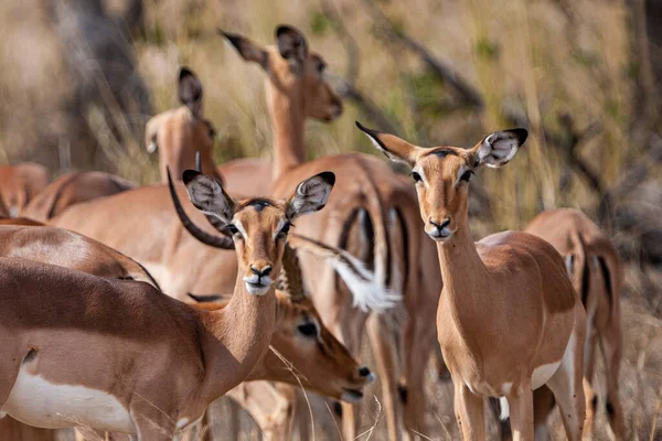 Impala Antelope Parque Nacional Kruger África Sul — Fotografia de Stock