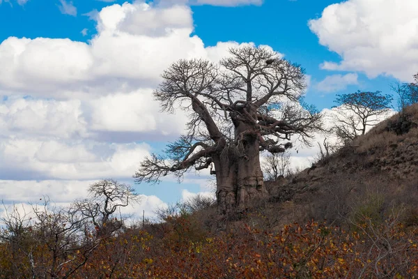 Krajobraz Afrykański Parku Narodowym Kruger Republika Południowej Afryki — Zdjęcie stockowe