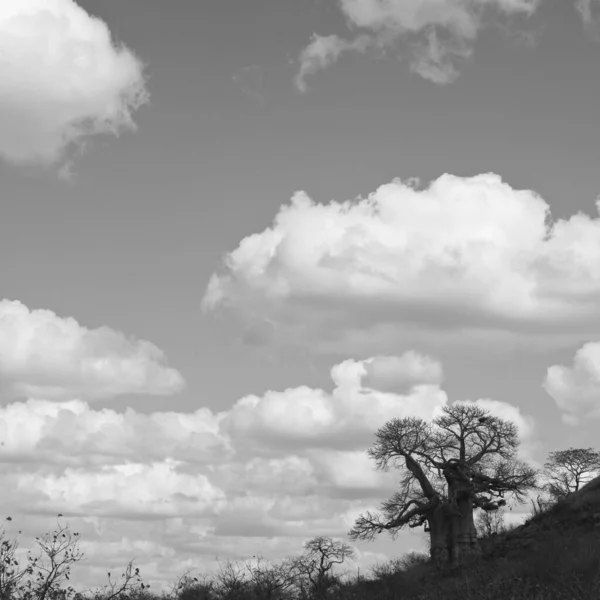 南アフリカのクルーガー国立公園のアフリカの風景 — ストック写真