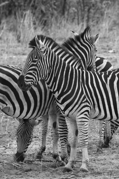 Zèbres Dans Parc National Kruger Afrique Sud — Photo