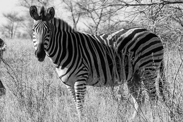 Cebra Parque Nacional Kruger Sudáfrica — Foto de Stock