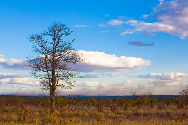 Afrikansk Solnedgång Kruger National Park Sydafrika — Stockfoto