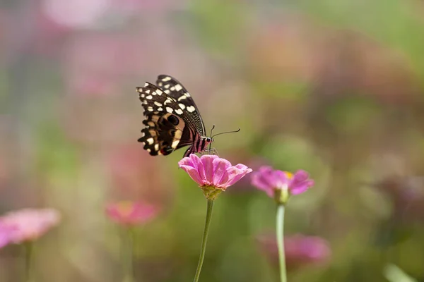 Mooie Vlinder Rust Een Bloem Het Lake Manyara National Park — Stockfoto