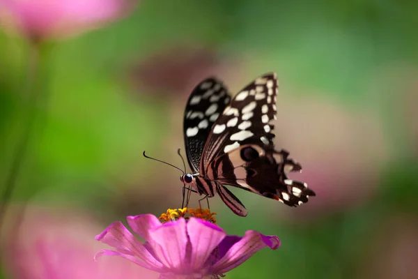 Mooie Vlinder Rust Een Bloem Het Lake Manyara National Park — Stockfoto
