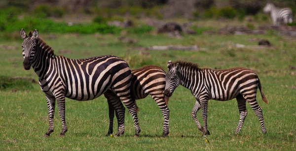 Zebras Lake Manyara National Park Τανζανία — Φωτογραφία Αρχείου