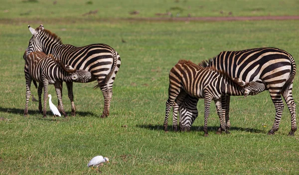 Zebras Parque Nacional Lago Manyara Tanzânia — Fotografia de Stock