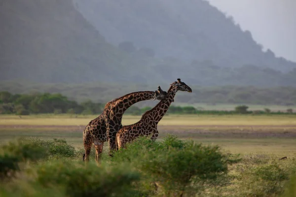 Two Giraffes Lake Manyara National Park Tanzania — Stock Photo, Image