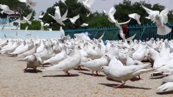Niezidentyfikowane Afgańskie Gołębie Żywiące Się Dziećmi Błękitnym Meczecie Mazar Sharif — Wideo stockowe