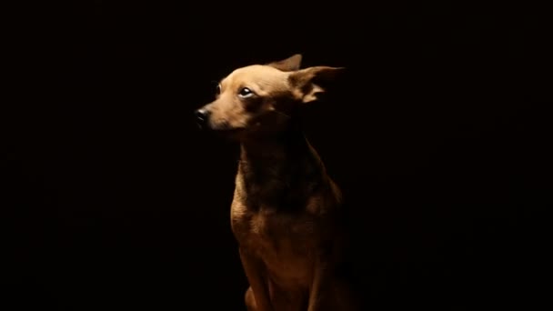 Küçük köpek korkunç bir kameraya oynuyor. 4k Uhd — Stok video