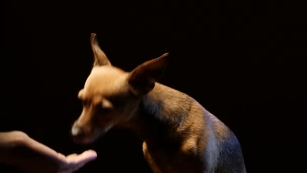 Küçük köpek korkunç bir kameraya oynuyor. 4k Uhd