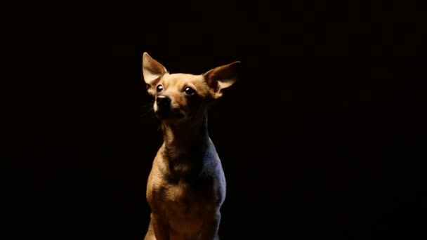 Um terrier de cãozinho a brincar com uma câmara. 4K UHD — Vídeo de Stock