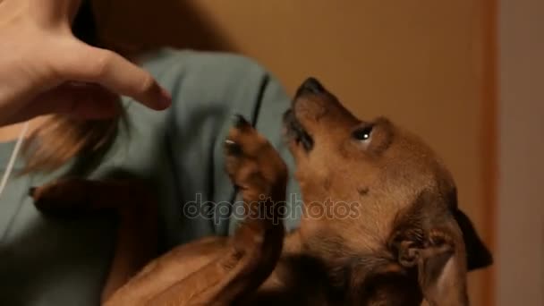 Sonriente chica adolescente divirtiéndose con su pequeño juguete enojado terrier perrito. 4K UHD . — Vídeo de stock