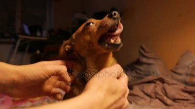 Küçük köpek korkunç bir pencere onun sahibi ile oynayan ve bir çerez yiyor. 4k Uhd