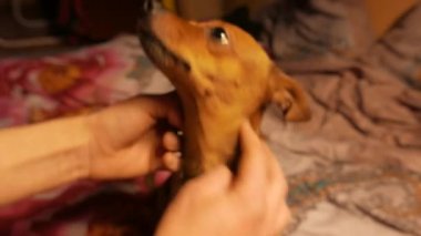 Küçük köpek korkunç bir pencere onun sahibi ile oynayan ve bir çerez yiyor. 4k Uhd