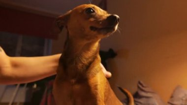 Küçük köpek korkunç bir pencere onun sahibi ile oynayan ve bir çerez yiyor. 4k Uhd