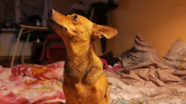 Küçük köpek korkunç bir pencere onun sahibi ile oynayan ve bir çerez yiyor. 4k Uhd