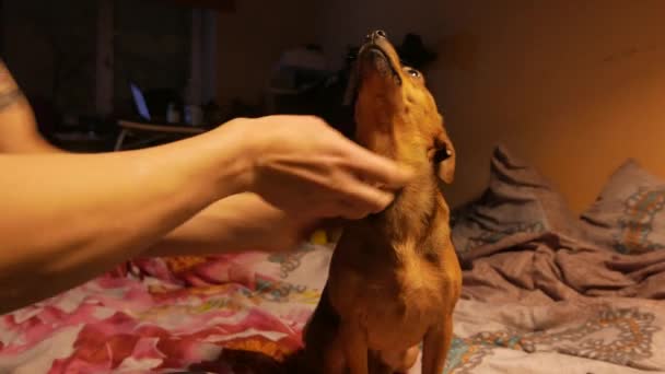 Pequeño perro terrier jugando en una ventana con su dueño y comiendo una galleta. 4K UHD — Vídeo de stock