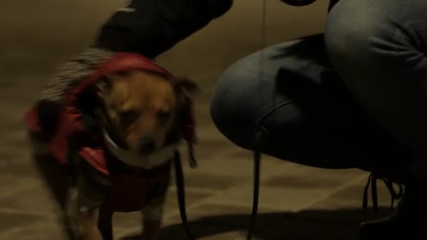 Tiener meisje met een klein hondje op een nacht koude straat. 4k Uhd — Stockvideo