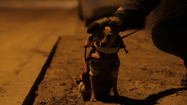 Genç kız ile bir gece soğuk sokak üzerinde küçük bir köpek. 4k Uhd — Stok video