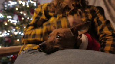 Kızlar kollarında küçük köpecik. Noel ağacı ve tatil ruhu. 4k Uhd.