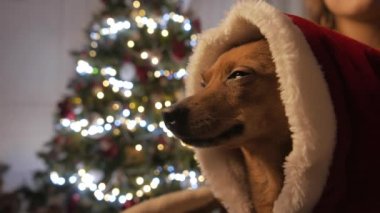 Kızlar kollarında küçük köpecik. Noel ağacı ve tatil ruhu. 4k Uhd.