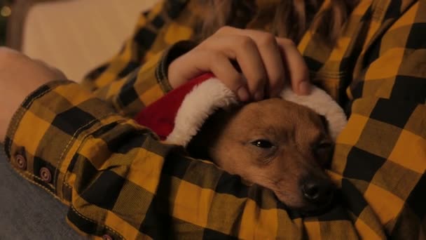 Kleine hondje in meisjes armen. Kerstboom en vakantie geest. 4k Uhd. — Stockvideo