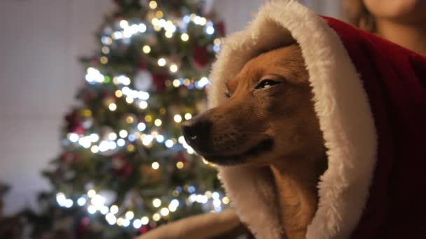 Petit chien dans les bras des filles. Arbre de Noël et esprit des fêtes. 4K UHD . — Video