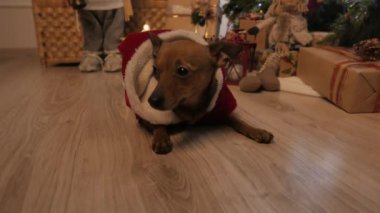 Küçük köpecik. Noel ağacı ve tatil ruh hali. 4k Uhd.