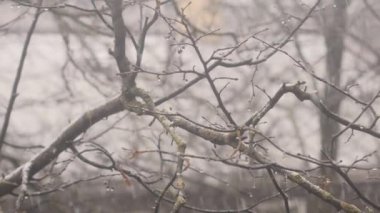 Blizzard ve kar yağışı. 4k Uhd