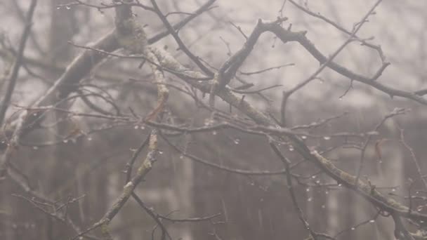 Снігопад і снігопад. 4K UHD — стокове відео