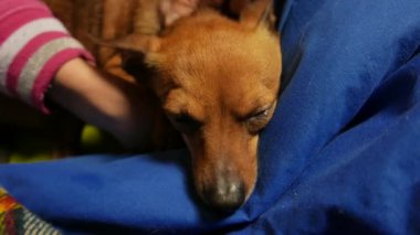 Küçük şirin köpek Shot kadar kapatın. 4k Uhd