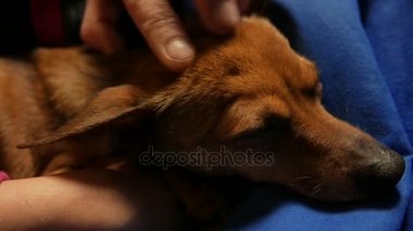 Küçük şirin köpek Shot kadar kapatın. 4k Uhd