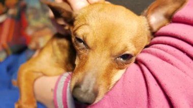 Küçük şirin köpek Shot kadar kapatın. 4k Uhd