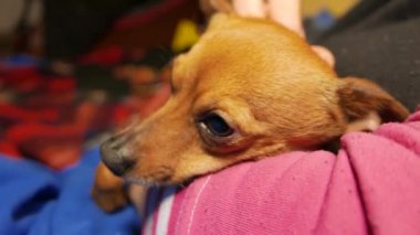 Küçük şirin köpek Shot kadar kapatın. 4k Uhd