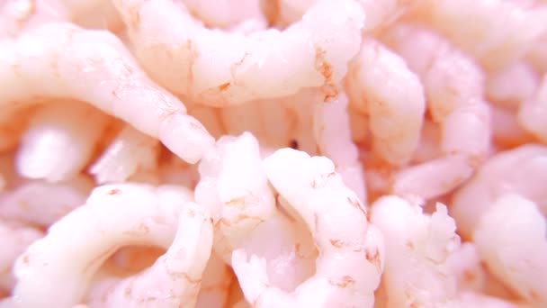 Gros plan sur les crevettes fraîches. 4K UHD — Video