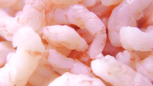 Gros plan sur les crevettes fraîches. 4K UHD — Video