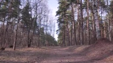 Bahar ormanda. Güneşli bir gün.