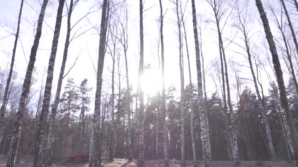 Skogen på våren. En solig dag. — Stockvideo