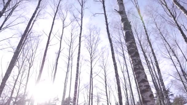 Forest in spring. A sunny day. — Stock Video