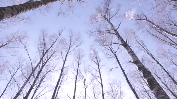 Floresta na primavera. Um dia ensolarado . — Vídeo de Stock