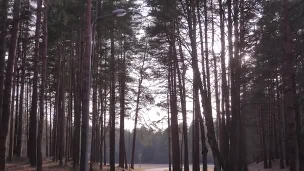 Bosque en primavera. Un día soleado . — Vídeo de stock