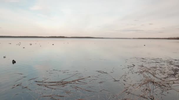 Wildenten suchen im See nach Nahrung. sonniger Frühlingstag. — Stockvideo