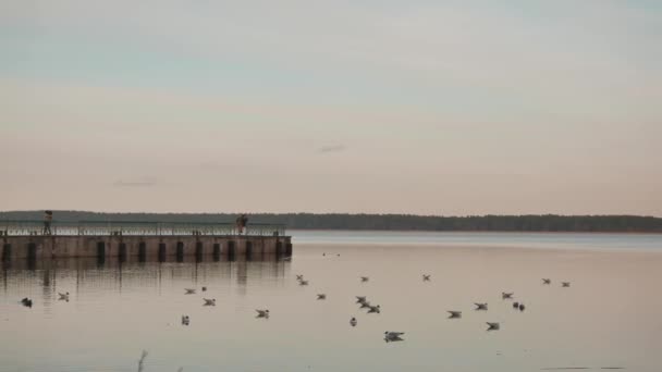 野鸭在湖中觅食。阳光明媚的春天的一天. — 图库视频影像