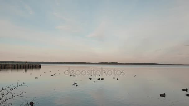 Le anatre selvatiche cercano cibo nel lago. Giorno di pring soleggiato . — Video Stock