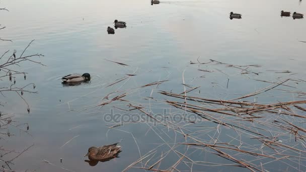 Wild ducks look for food in lake. Sunny pring day. — Stock Video