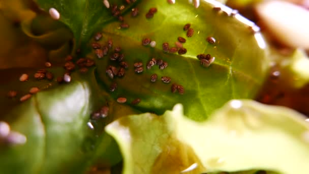 Groene salade bladeren en fruit closeup. — Stockvideo