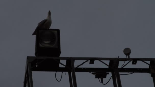 Tiro de uma gaivota que descansa . — Vídeo de Stock