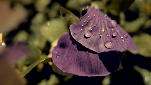 Un primo piano di fiori. Notte di pioggia . — Video Stock