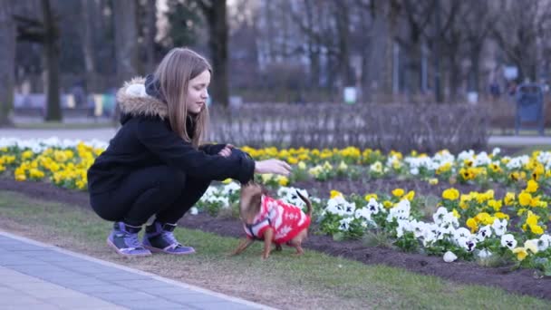 Chica adolescente y un poco de terrier enojado jugando en un parque. 60 a 24 fps — Vídeos de Stock