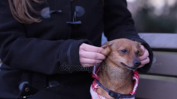 Adolescente et un petit terrier en colère jouant dans un parc. 60 à 24 ips — Video